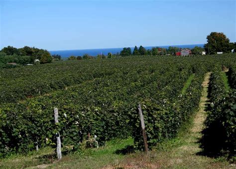 Sampling the Amazing Wines of the Lake Erie Wine Country - Uncovering PA