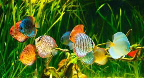 11 Best Aquarium Plants for Discus that Work (With Pics) – Aquarium Genius