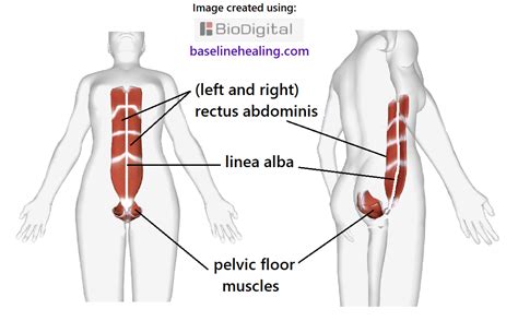 Rectus Abdominis Muscle Origin And Insertion