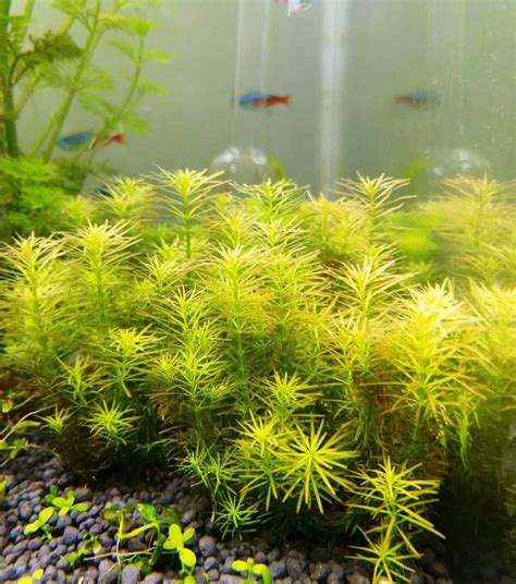 The Best Low Light Aquarium Plants 2020 | Reviews By The Aqua Guru