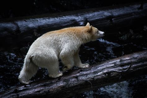 Sustainable Tourism In the Great Bear Rainforest - Spirit Bear Lodge