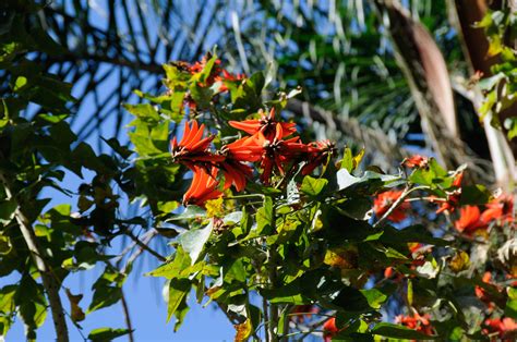 Erythrina lysistemon (Coral tree)