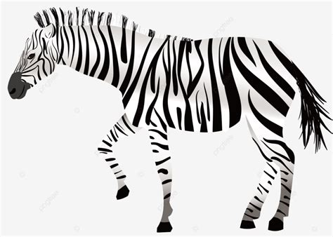 Zebra Cartoon Cute Black And White, Cute Clipart, Cartoon Clipart, Zebra Clipart PNG Transparent ...