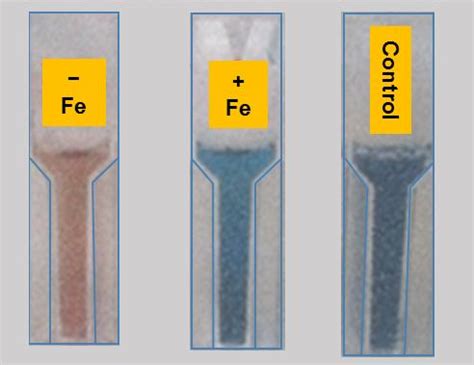 CAS assay-based detection of siderophore production in P. indica.... | Download Scientific Diagram