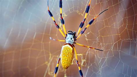 25 Facts About Banana Spider (Golden Silk Orb-Weavers) - AMERICAN GARDENER