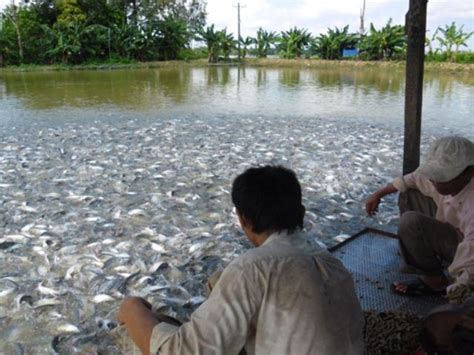 All about Fish Farming in India