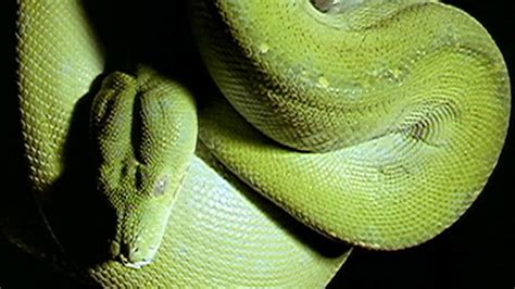 The Reptiles: Snakes | Saving Snakes | Nature | PBS