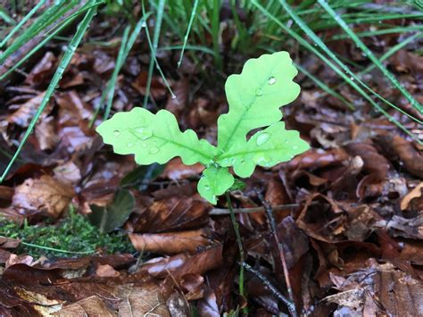 Oak Sapling Ground View - Free photo on Pixabay - Pixabay