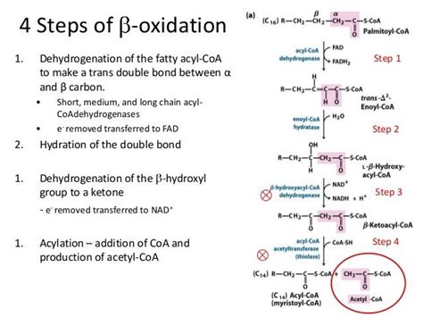 Beta Oxidation | Biochemistry notes, Biochemistry, Study chemistry