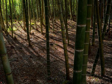 FROM THE GARDEN OF ZEN: Winter bamboo grove: Kencho-ji