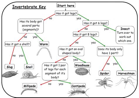 Invertebrates Classification Chart