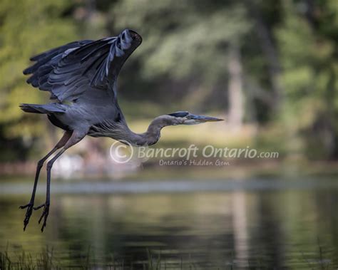 Bancroft Ontario Photo Gallery - Bancroft Ontario