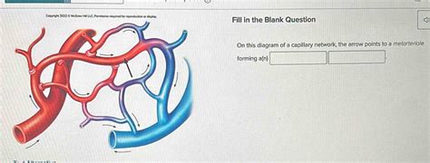 Solved: Fill in the Blank Question On this diagram of a capillary network, the arrow points to a ...