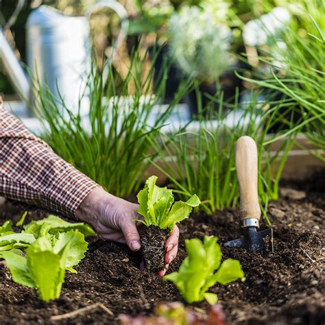 How to Start a Vegetable Garden - The Home Depot