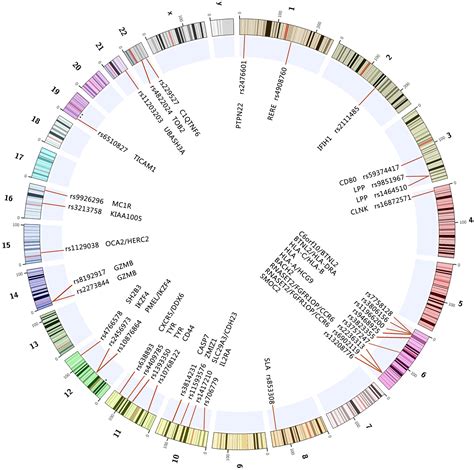 Frontiers | Genetic Susceptibility to Vitiligo: GWAS Approaches for Identifying Vitiligo ...