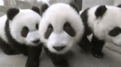 Cute Pandas GIF - Attgif Gifstory Cute - Discover & Share GIFs