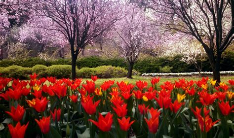 Tulip Top Gardens, Canberra | Pocketful of Maps