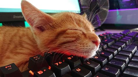 Funny Cat. Cute Cat. PC Master Race. Gaming Keyboard. Cute Kitten. Cute ...