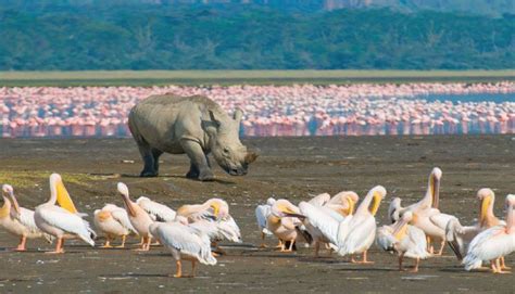 2 days lake Nakuru & Naivasha Safari - Denki Travel