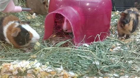 Guinea Pigs At PetSmart - YouTube