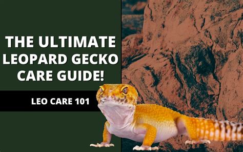 Leopard Gecko Care Guide (All-In-One Guide!) - Reptile Maniac