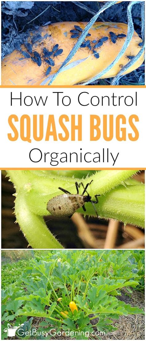 How To Control Squash Bugs Organically - Get Busy Gardening