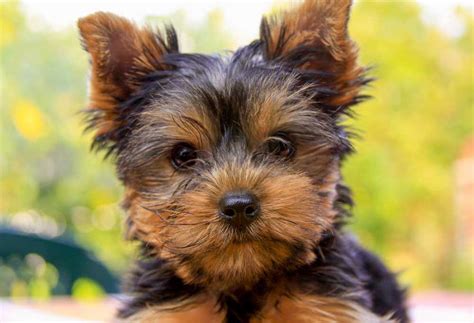 Unique Male Yorkie Names - PatchPuppy.com