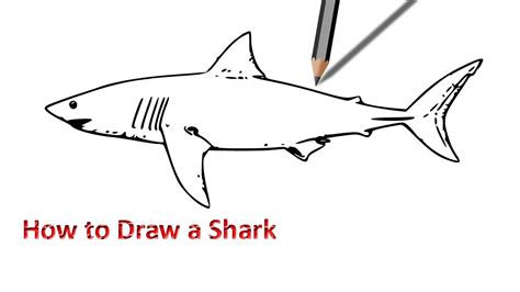 Shark Drawing Easy at PaintingValley.com | Explore collection of Shark ...