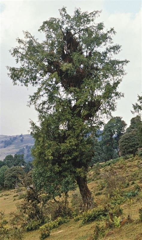 Trees Of Pakistan