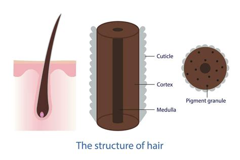 The structure of hair vector isolated on white background. Cross section showing the layer of ...