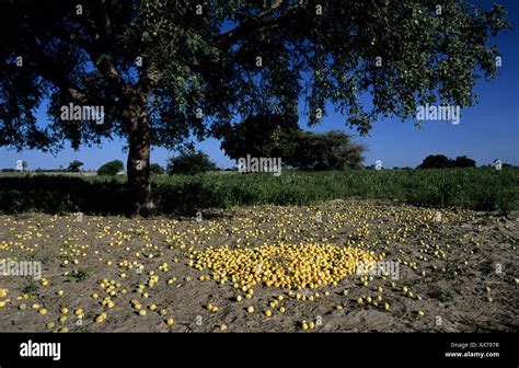 Ripe Marula fruit under tree in Owambo Region Namibia Stock Photo - Alamy