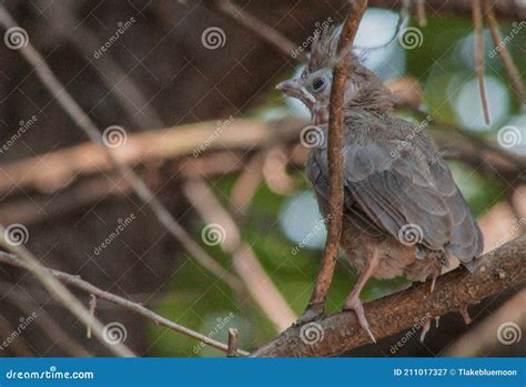 Baby Cardinal - Trying To Hid Stock Image - Image of fledgling, molting ...