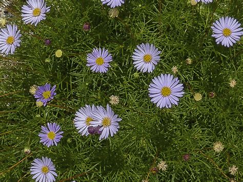 Brachyscome multifida | Australian Plants Society