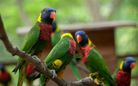 Get Kuala Lumpur Bird Park Entry Tickets To See 3000 Birds!