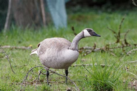 Albino Canadian goose stock photo. Image of goose, green - 115474448