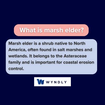 Marsh Elder Definition: What Is Marsh Elder? (2024) & Wyndly