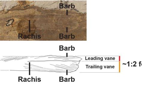 New species of troodontid with asymmetric feathers found in China