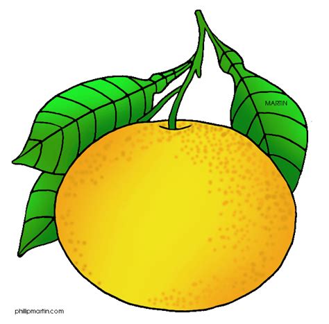 Grapefruit clipart 20 free Cliparts | Download images on Clipground 2024