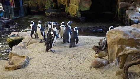 Penguin feeding at the Two Oceans Aquarium, Cape Town - YouTube