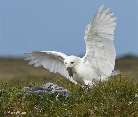 Journey with the Snowy Owl I Owl Research Institute