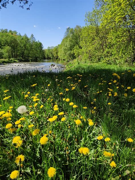 River Poland Nature - Free photo on Pixabay - Pixabay