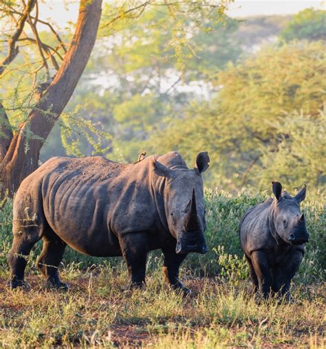 Rhino Conservation and Anti-Poaching | Singita