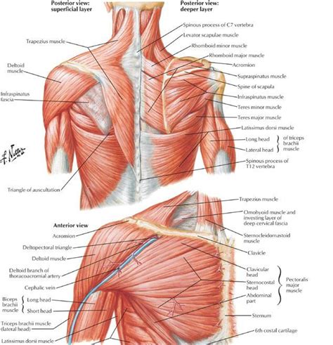 Pin on ANATOMY for ART - TORSO & MUSCLE DETAILS