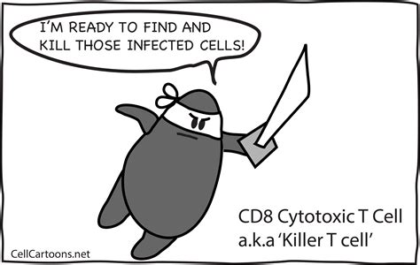 Cytotoxic T Cells | CD8 T Cells | Cell Cartoons