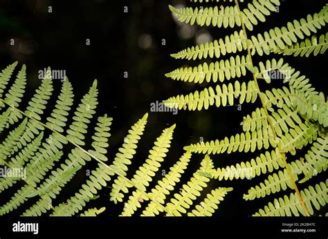 Fronds of bracken fern Pteridium aquilinum Stock Photo - Alamy