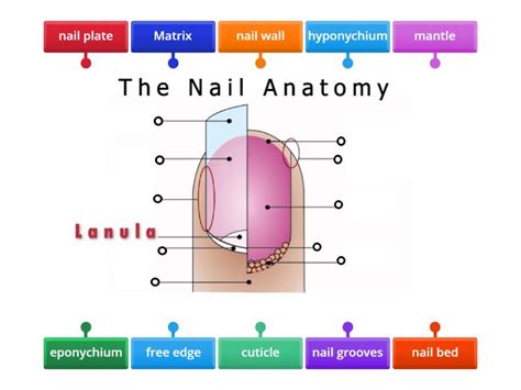 Nail structure - Labelled diagram