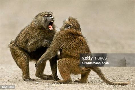 84 Baboons Fighting Stock Photos, High-Res Pictures, and Images - Getty ...