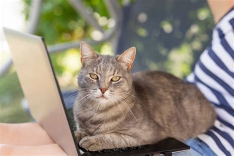 680+ Cat Sitting On Keyboard Stock Photos, Pictures & Royalty-Free Images - iStock