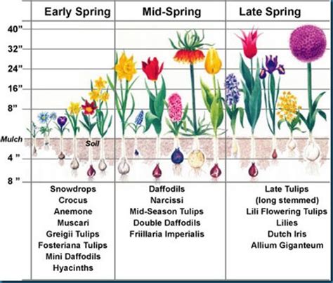 As this chart shows, the bloom time is also considered in the planting scheme. | Plantando ...