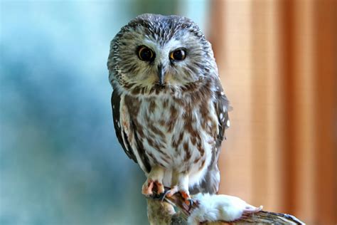 World Bird Sanctuary: Northern Saw-whet Owl Banding Friend Program